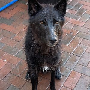 Meet your Posher, Anne